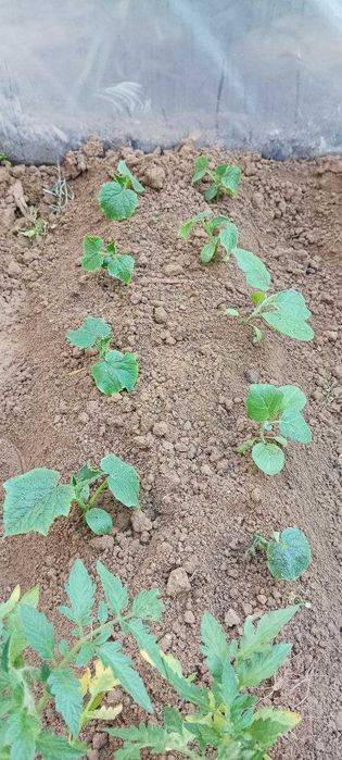 Помидор, булгор калампир, бодринг, баклажон кучатлар бор.