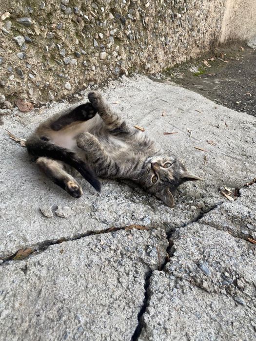 Котенок ищет семью