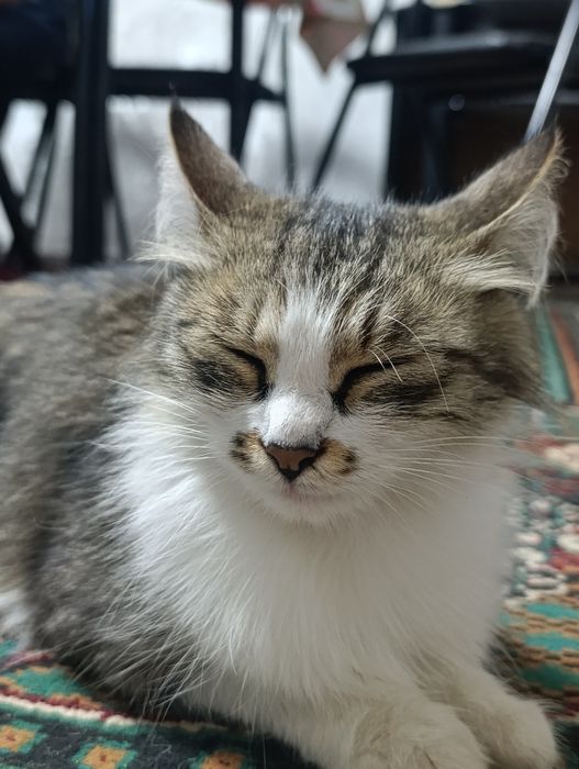Mushuk zodi Domestic longhair