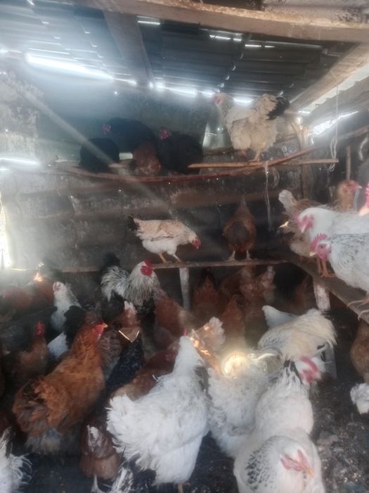 Куры продам молодой