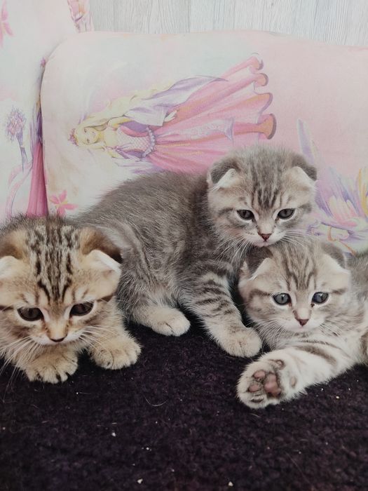 Продам шотландских котят