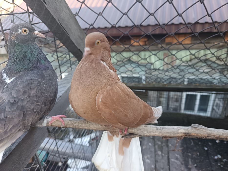 Голуби бабочки продам