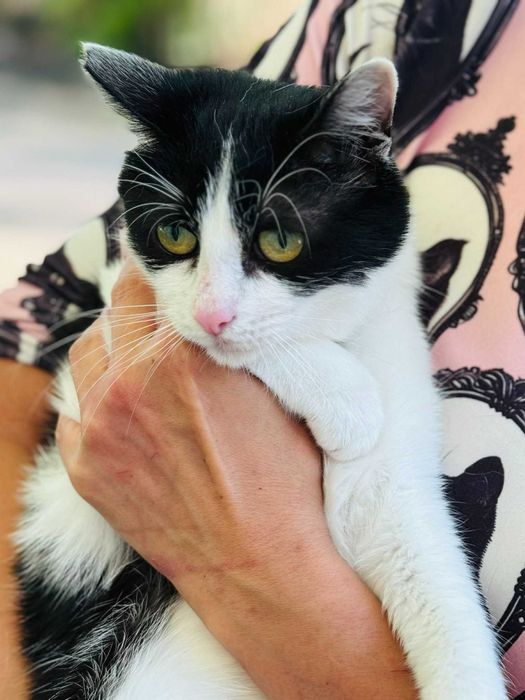 Коте Kари търси своя дом