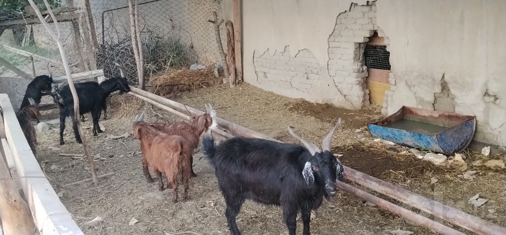 Echkilar  jami 14ta