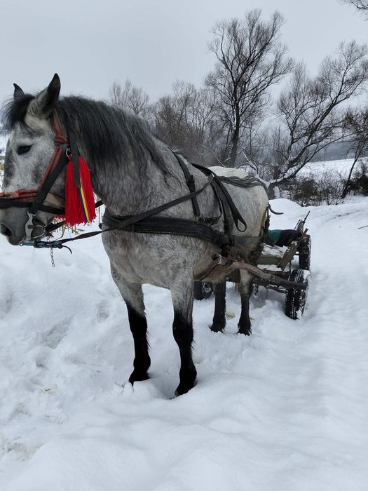 Vând mânză grea blândă trage bine garantată preț 2500 de euro negociab