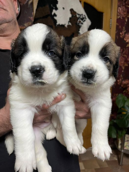 Сенбернары мальчики