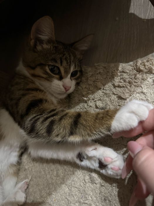 Котенок домашний