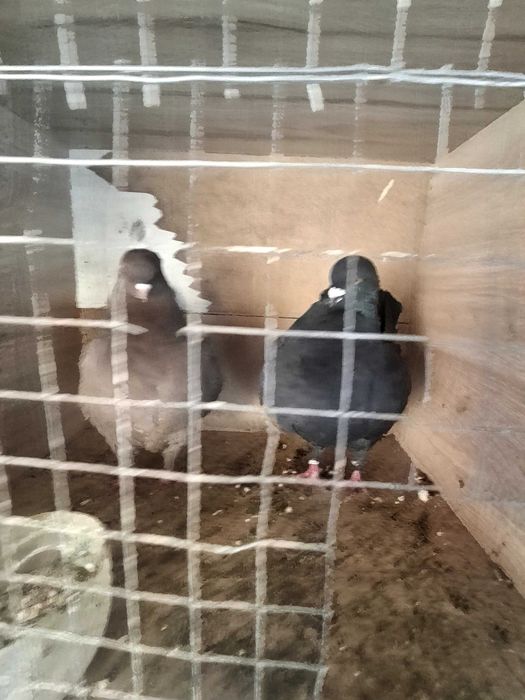 Продавам чифт модени