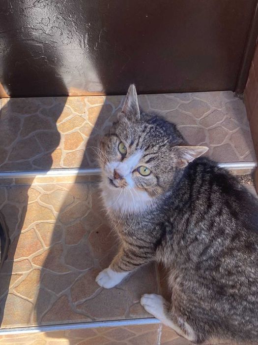 Подарявам изключително добър котарак