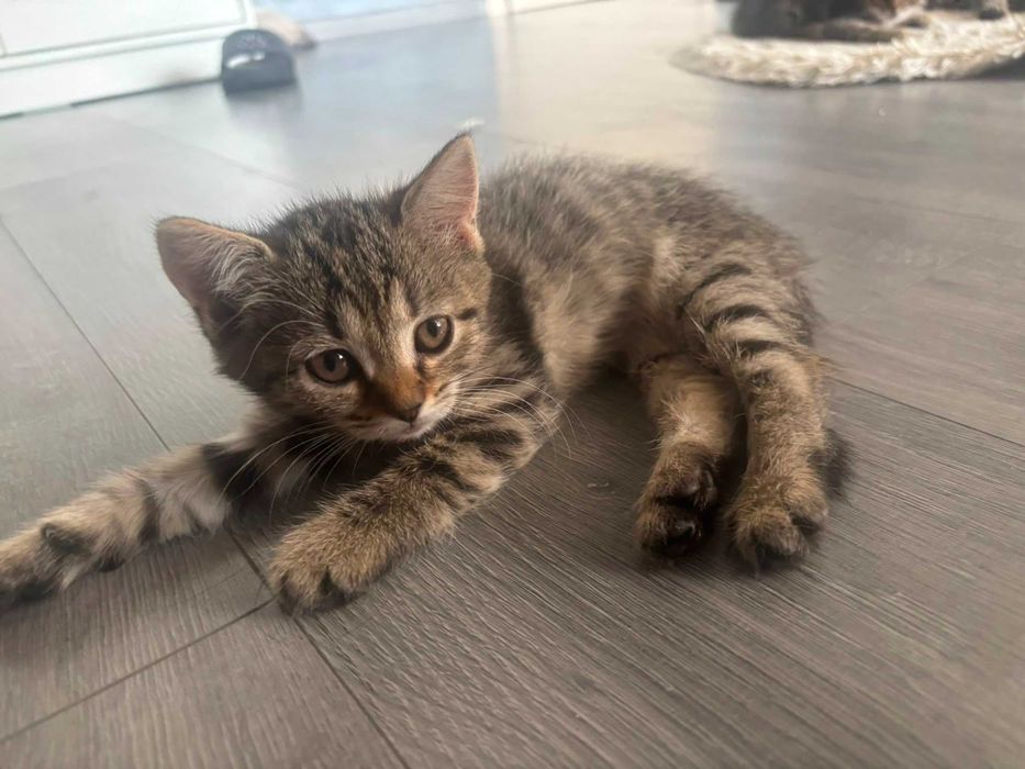 pisoi pentru adoptie