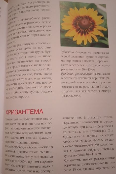 Цветы на вашем участке