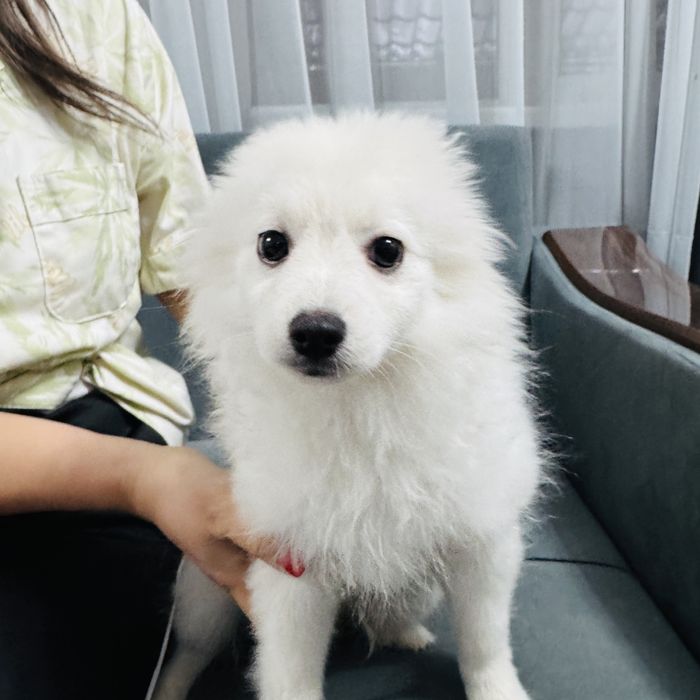 Продам щенка щпица срочно