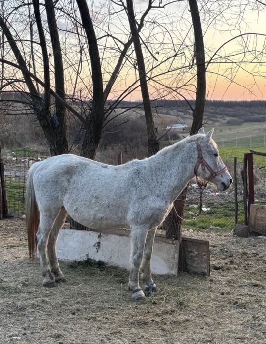 Vand iapa de culoare alb gri