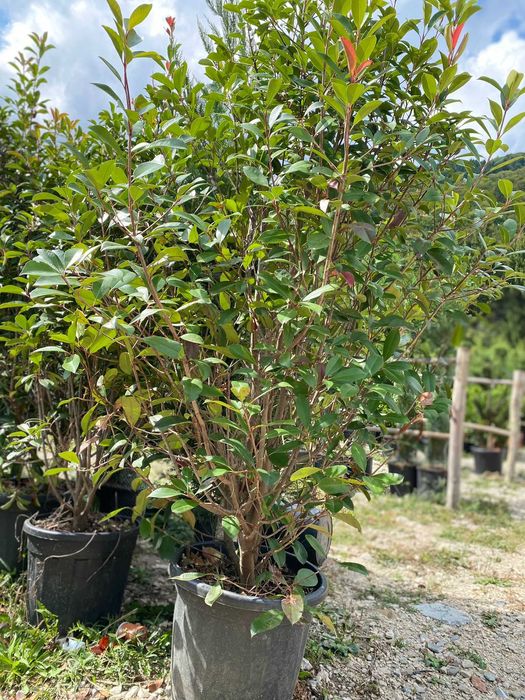 Plante Rezistente pentru Amenajări Durabile