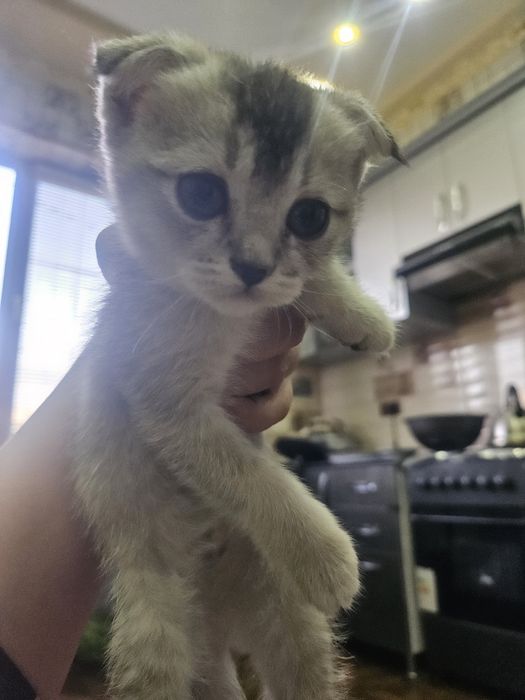 Scottish Fold toza qon