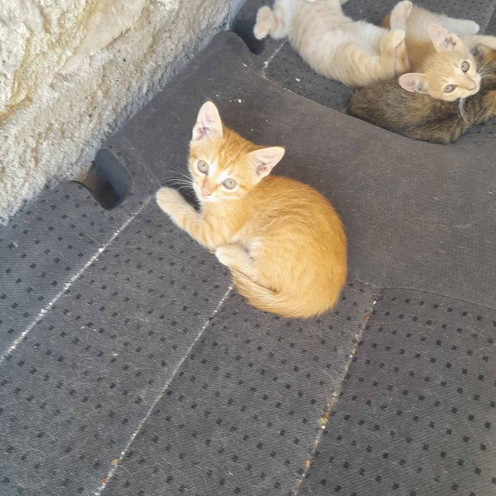 Подарявам котета