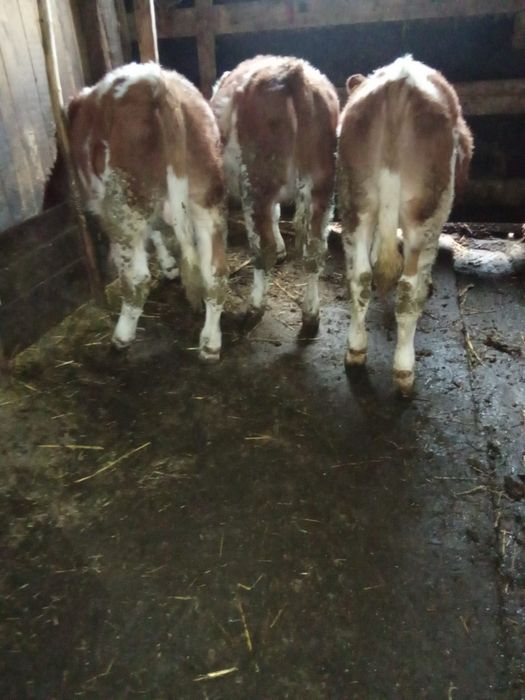 Vind  viței  baltati