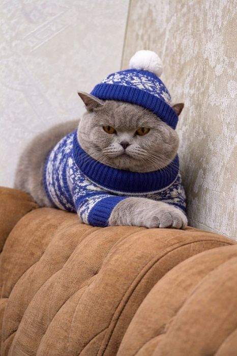 Продаются котята породистые