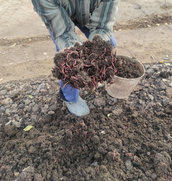 Биогумус. Огород кучатлар учун.