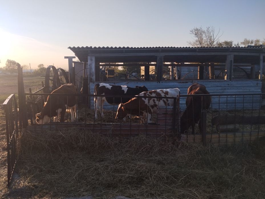 Продам телят  оптом