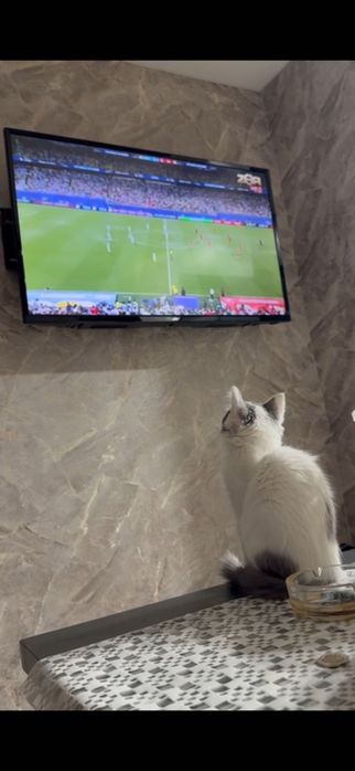 Котята домашние маленькие