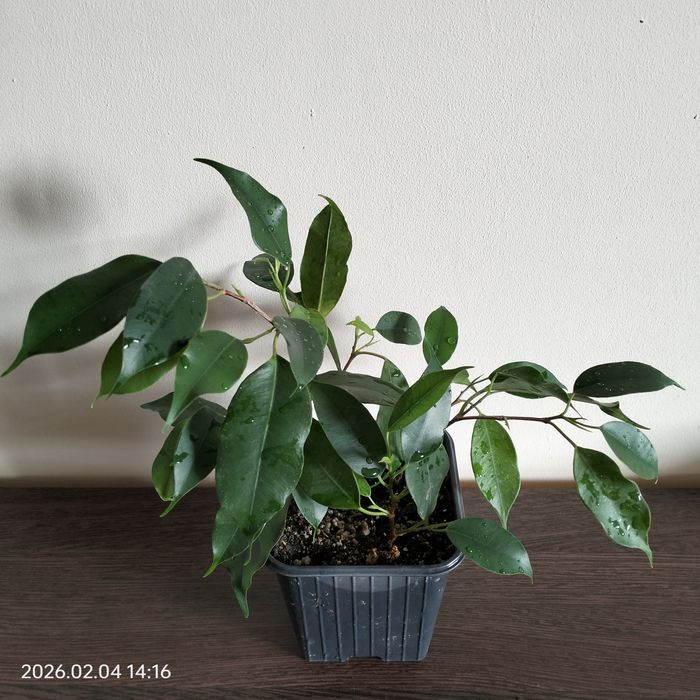 Фикус каучуконосный, Бенжамина.