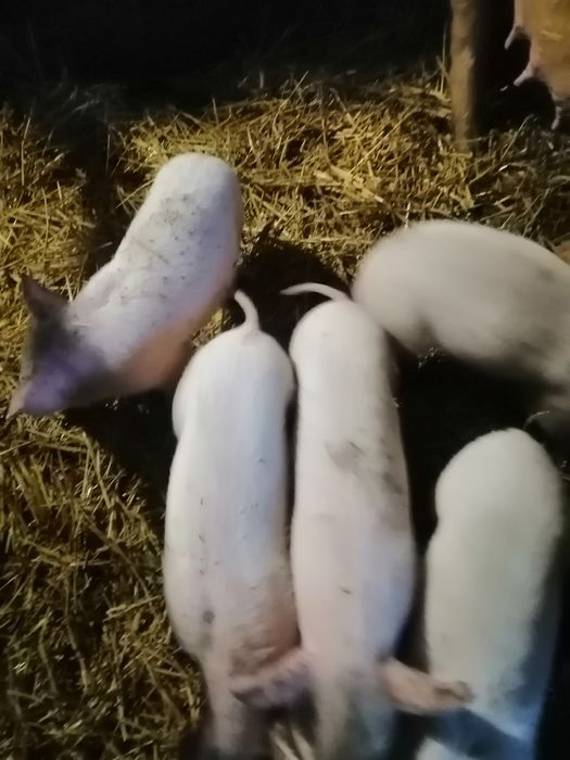 Продам   поросят
