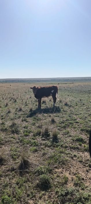 Продам Бычки.1,5лет