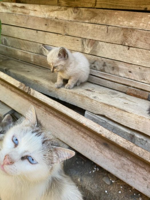Pisici pentru adoptie
