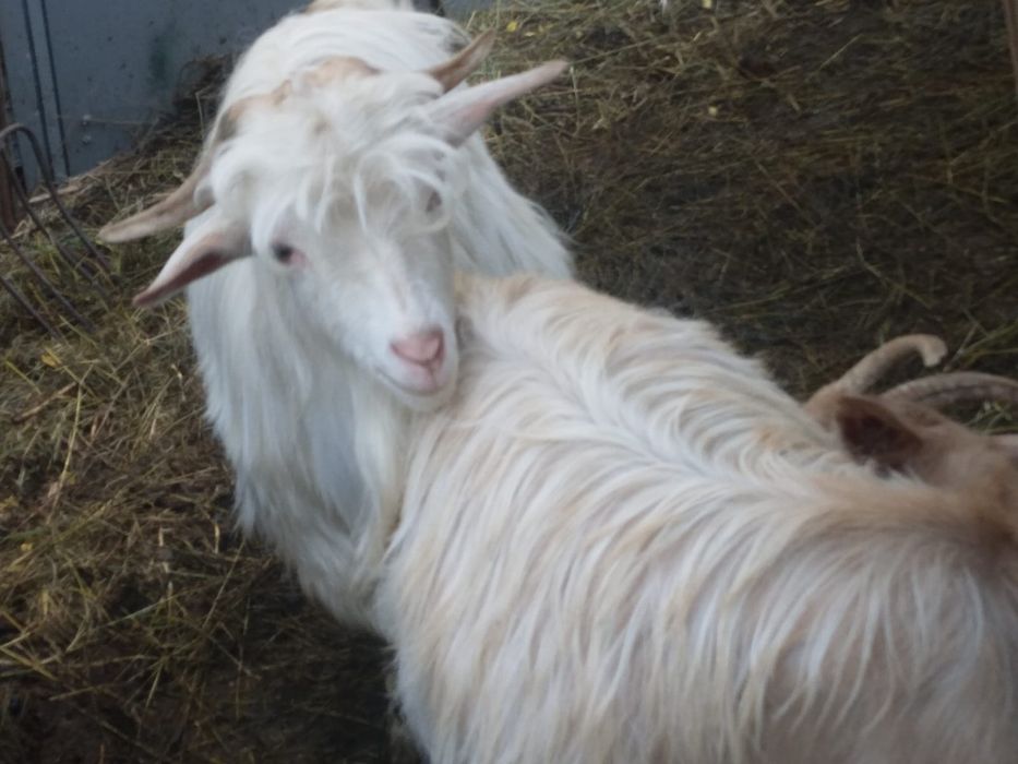 Vând țap de anul trecut