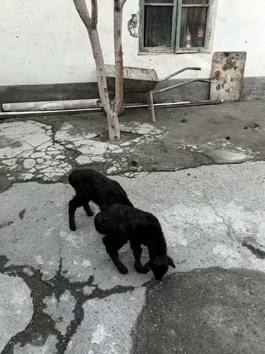 Bolalik qoy 2 ta bollasi