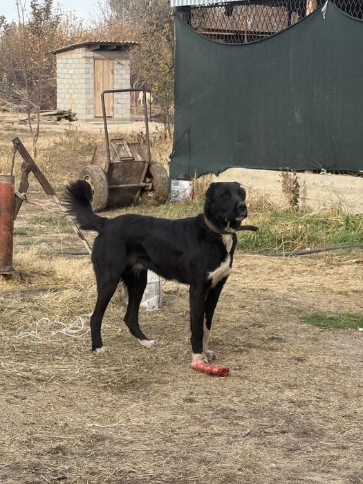 Собака алабай продает 11 ай