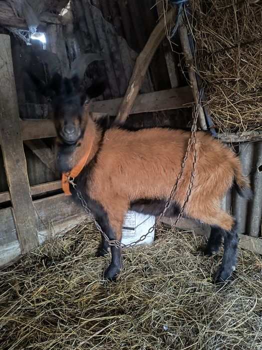 Pereche alpine disponibile