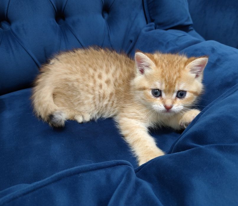 Британский котик.