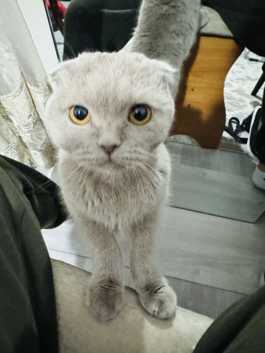 кошка породистая