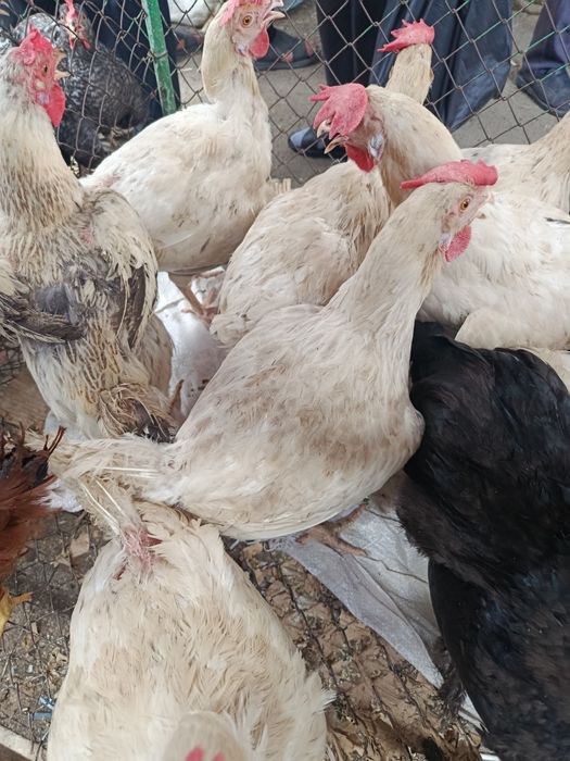 Продам курей домашних