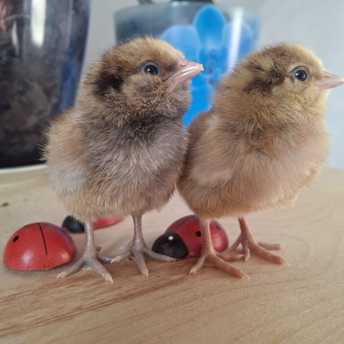 Цыплята амераукана