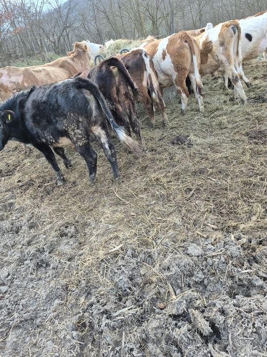 Vând viței baltati