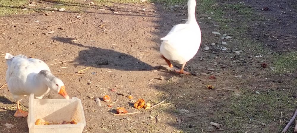 Продаю Гуси линда