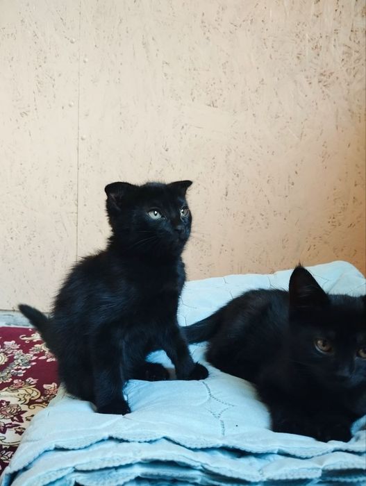 В добрые руки сиамские черные котята 2 месяца