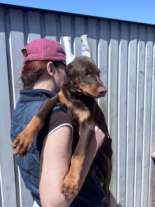 Щенок добермана 3 месяца