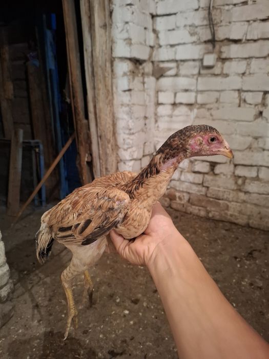Дакан куры молодые