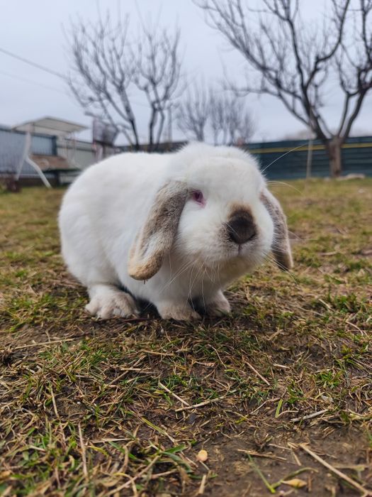 Iepurași Holland Lop/Berbec pitic