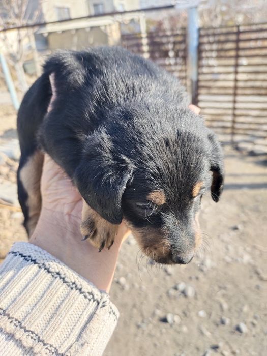 Щенки Ягдтерьера в Шелеке