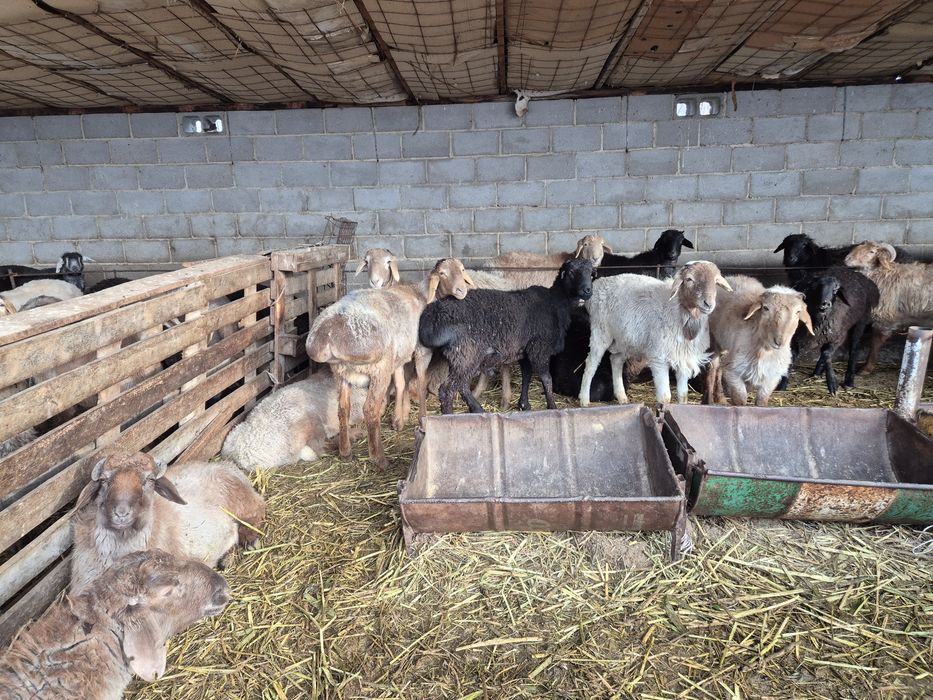 Бордақыланған тоқтылар