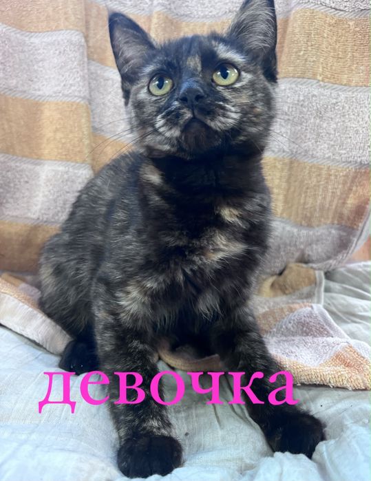 котята в добрые руки!