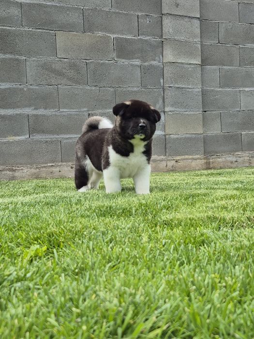 Akita American Mascul