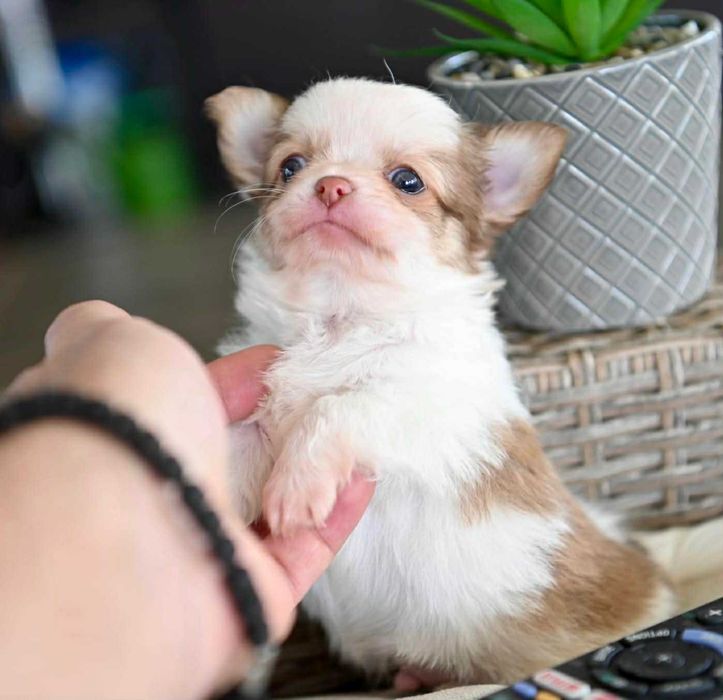 Мъжко дългокосместо мини чихуахуа