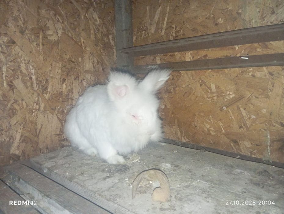 Ангорский декоративный кролик