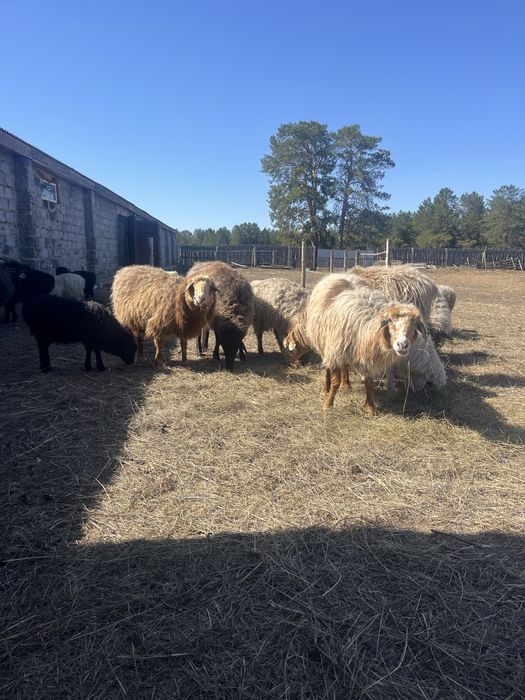 Продам овец с ягнятами